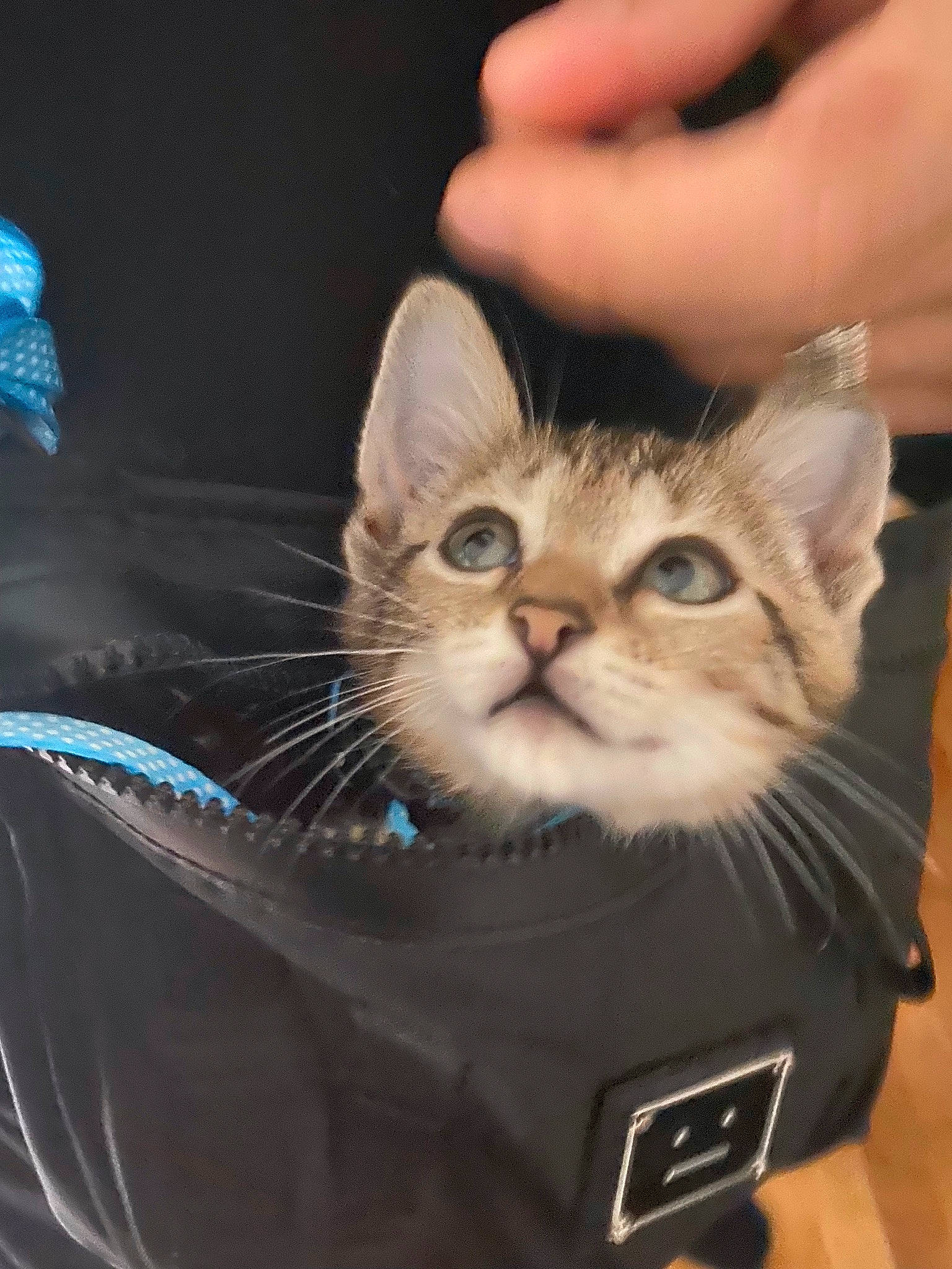 Spoon participe au concours pour gagner de l'argent avec cette photo : bag, baggage, box, cardboard, carnivore, cat, comfort, domestic_short_haired_cat, fawn, felidae, fur, gesture, nail, packaging_and_labeling, paw, shipping_box, small_to_medium_sized_cats, thumb, vertebrate, whiskers