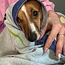 Cannelle a rejoint le concours — aidez-le/la à gagner de superbes lots ! dog, towel, hand, manicure, nails, brown_and_white_dog, close_up, indoor, cozy, wrapped, cute, pet, animal, soft_texture, pink_sleeve, snuggled, comfort, looking, expression, domestic