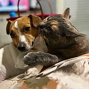 Cannelle participe au concours pour gagner de l'argent avec cette photo : cat, dog, pet, affection, licking, closeup, indoor, cozy, snuggling, animal_companions, brown, grey, white, ears, paw, blanket, cute, friendship, furry, relaxed