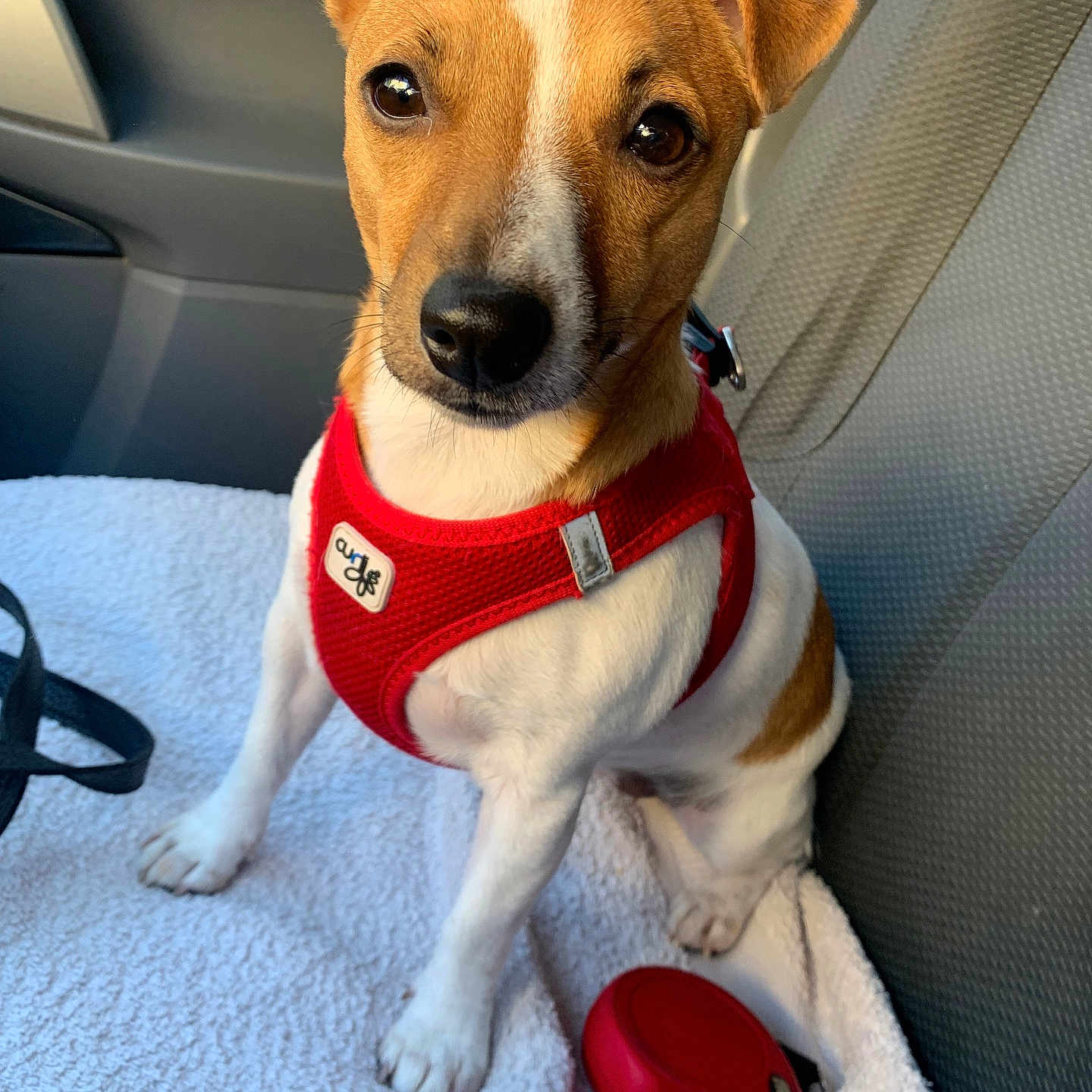 Cannelle a rejoint le concours — aidez-le/la à gagner de superbes lots ! dog, pet, canine, red_harness, leash, car_interior, seat, blanket, white_blanket, small_dog, brown_and_white, sitting, alert, ears_up, close_up, companion, animal, cute, indoor, vehicle