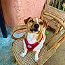 Cannelle participe au concours pour gagner de l'argent avec cette photo : dog, small_dog, red_harness, wooden_chair, woven_seat, outdoor, tennis_ball, pink_wall, garden, pet, animal, cute, happy, looking_up, floor, furniture, texture, sunlight, playful, resting