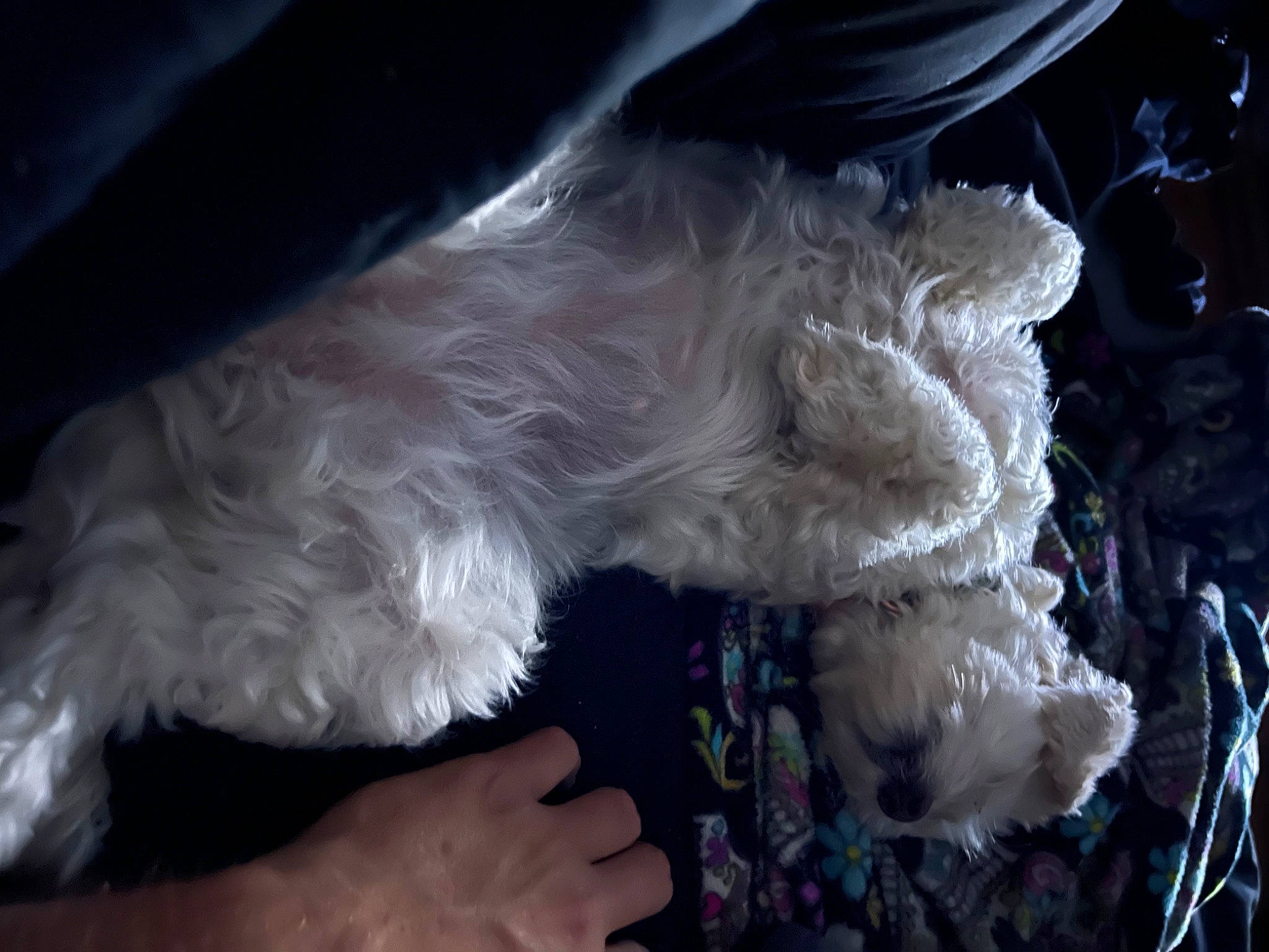 Sassy is registered to the contest to win money with this photo: carnivore, cloud, companion_dog, darkness, dog_breed, fashion_accessory, feather, felidae, foot, fur, gesture, human_body, human_leg, paw, small_to_medium_sized_cats, smoke, tail, tree, whiskers, wing