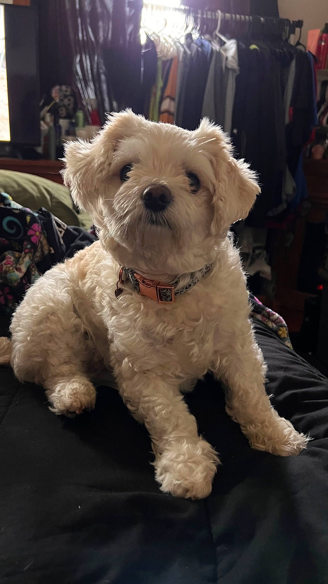 Sassy joined the competition — help win amazing prizes! bag, canidae, carnivore, collar, companion_dog, dog, dog_breed, dog_clothes, dog_collar, dog_supply, event, fur, luggage_and_bags, maltepoo, small_terrier, snout, sporting_group, terrier, toy_dog, working_animal