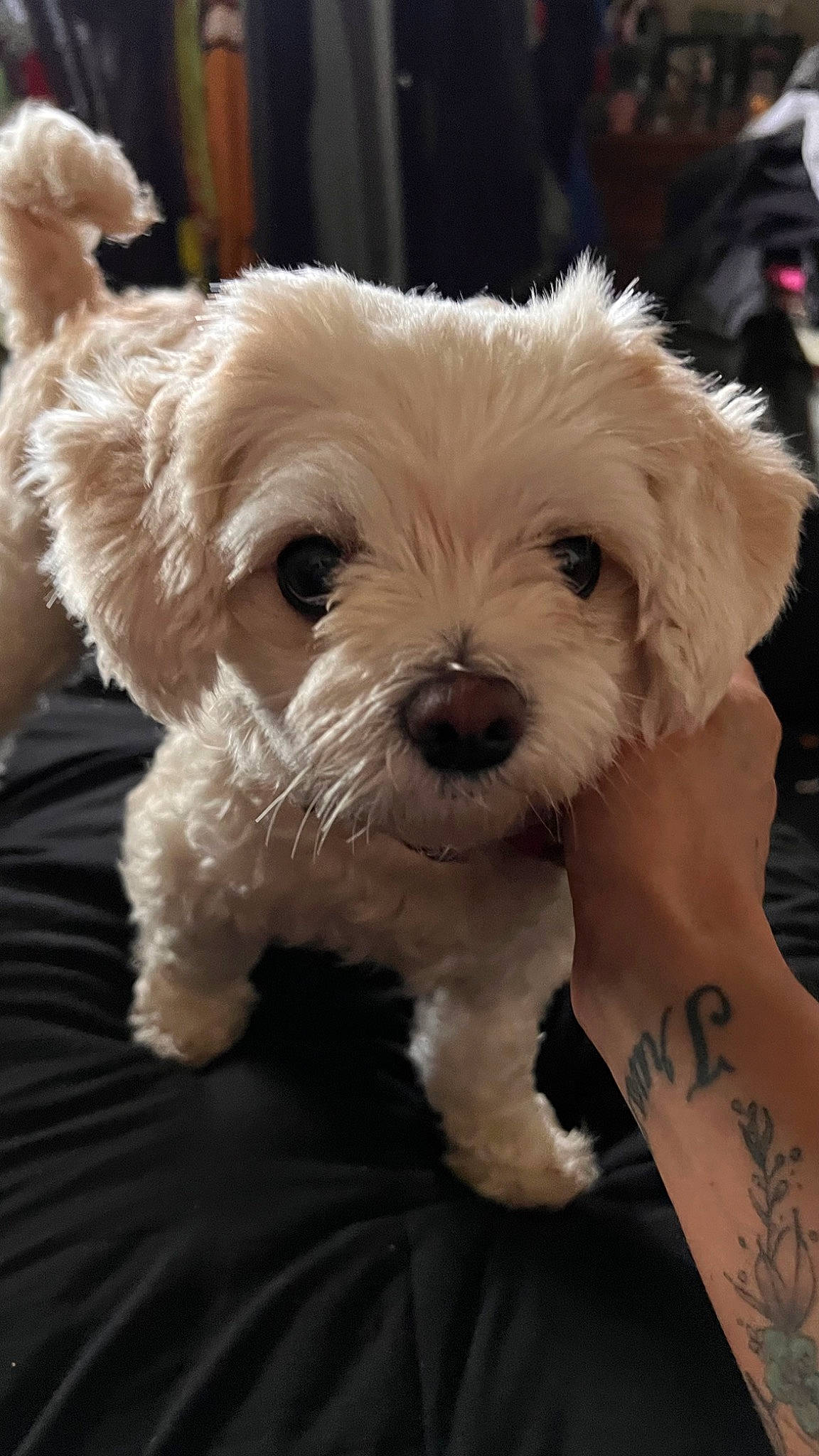 Sassy joined the competition — help win amazing prizes! canidae, carnivore, companion_dog, dog, dog_breed, dog_collar, eyewear, fashion_accessory, fur, glasses, maltepoo, puppy, puppy_love, small_terrier, snout, sporting_group, terrier, toy_dog, working_animal, yorkipoo