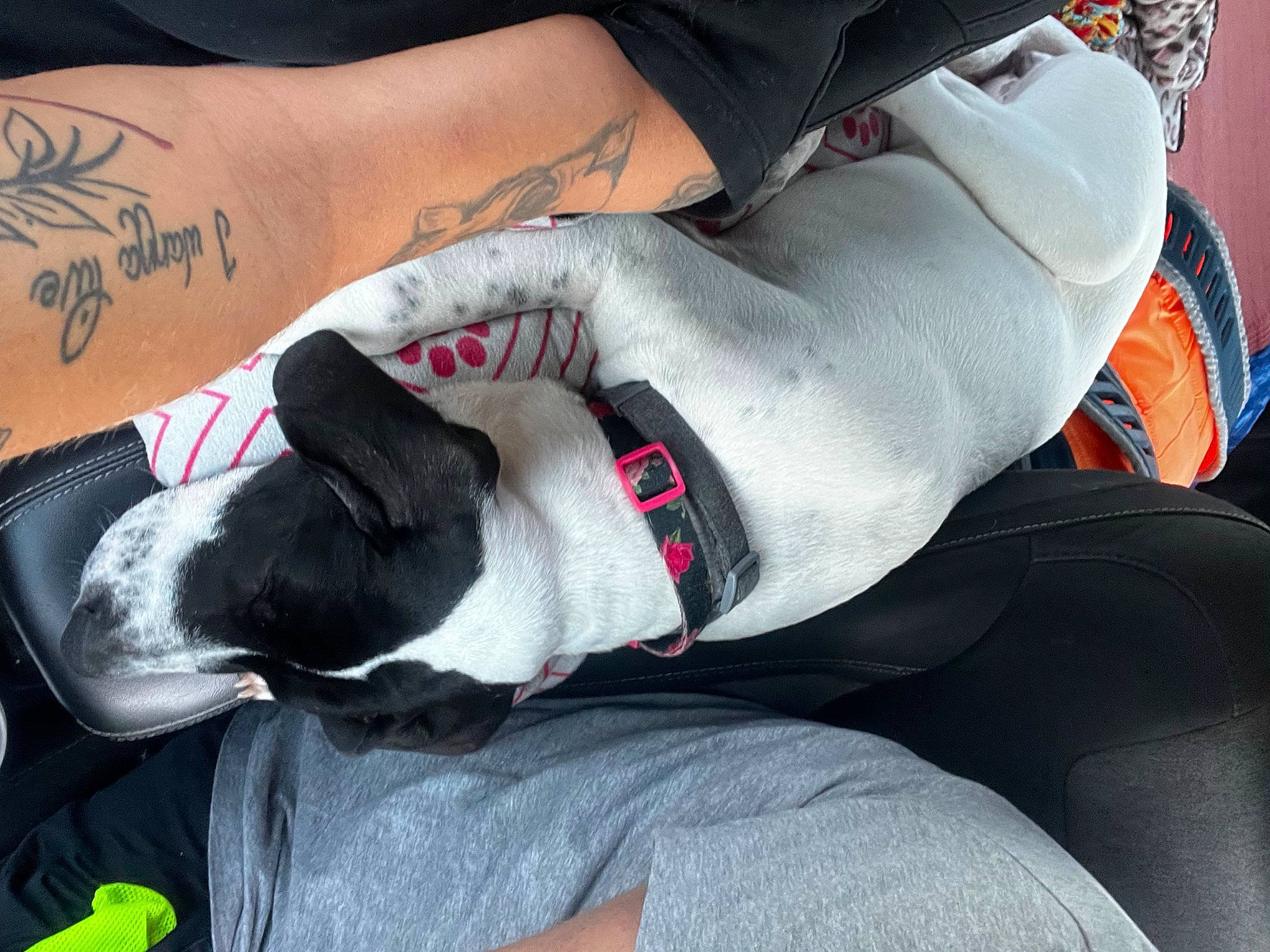 Karma is registered to the contest to win money with this photo: calf, carmine, carnivore, chest, comfort, companion_dog, dog, dog_breed, elbow, foot, grey, human_leg, knee, lap, nail, sitting, sock, temporary_tattoo, thigh, wrist