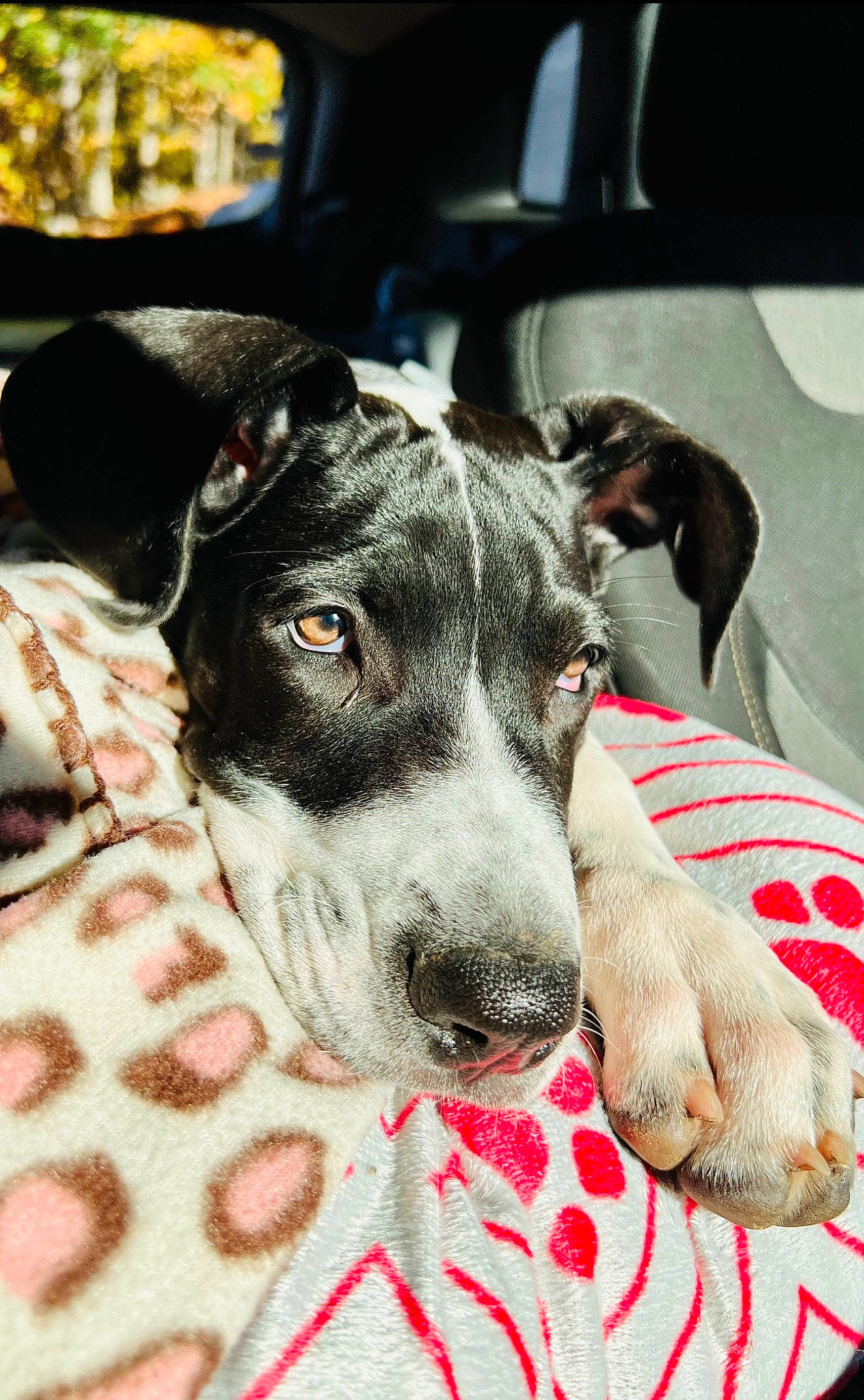 Karma is registered to the contest to win money with this photo: canidae, carnivore, collar, comfort, companion_dog, dog, dog_breed, dog_collar, fur, great_dane, guard_dog, non_sporting_group, pattern, rampur_greyhound, sporting_group, street_dog, terrestrial_animal, whiskers, working_animal, working_dog