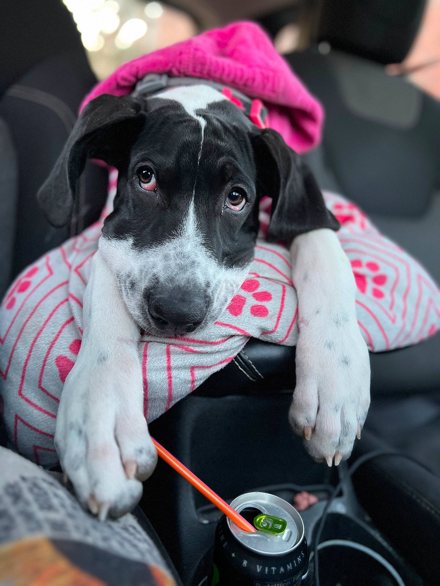 Karma joined the competition — help win amazing prizes! canidae, carnivore, collar, comfort, companion_dog, dog, dog_breed, dog_collar, fur, non_sporting_group, sporting_group, vehicle, whiskers, working_animal