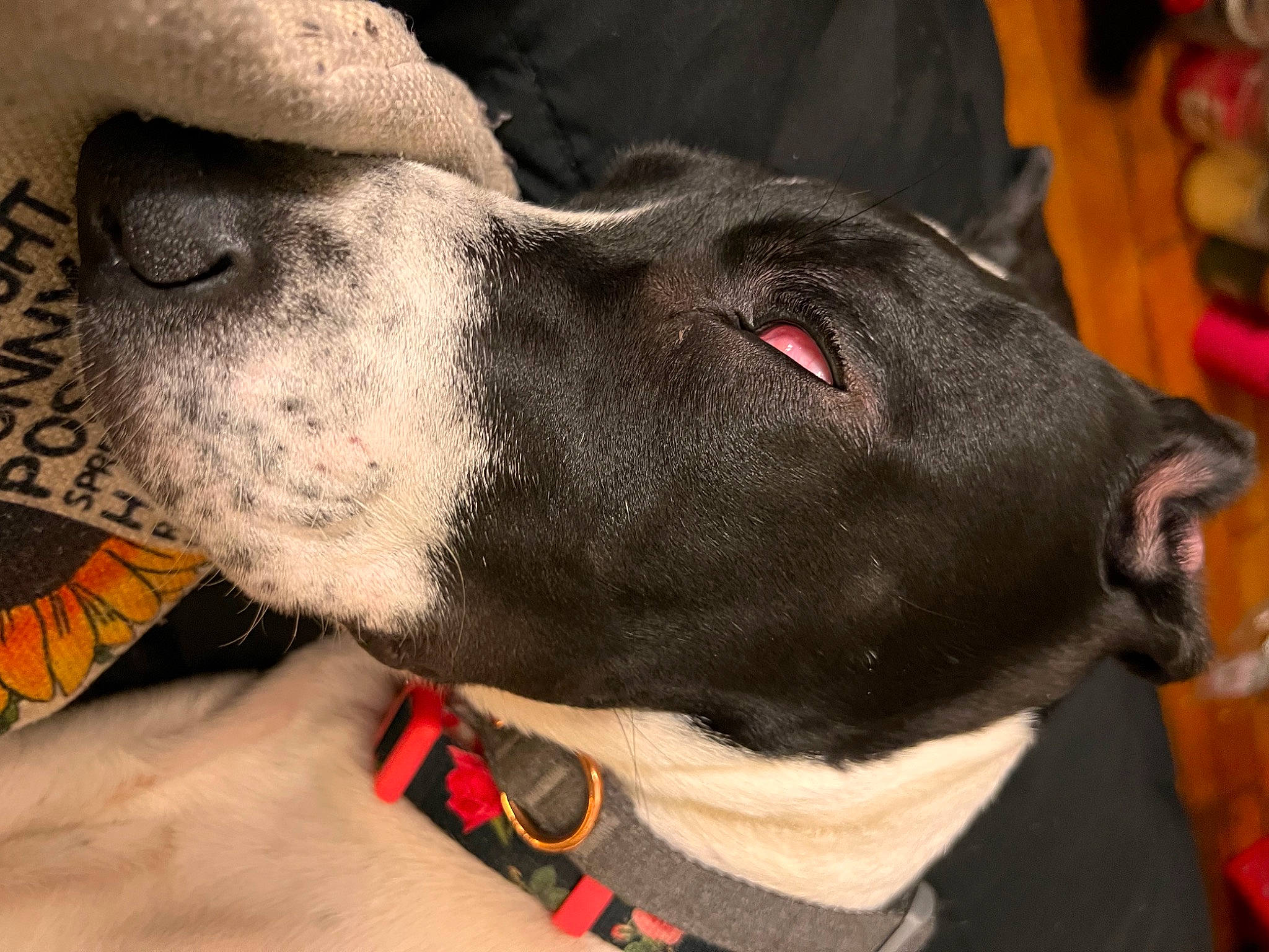 Karma joined the competition — help win amazing prizes! canidae, carnivore, collar, companion_dog, dog, dog_breed, dog_collar, ear, fashion_accessory, fawn, fur, great_dane, guard_dog, leash, pet_supply, pointer, snout, sporting_group, whiskers, working_animal