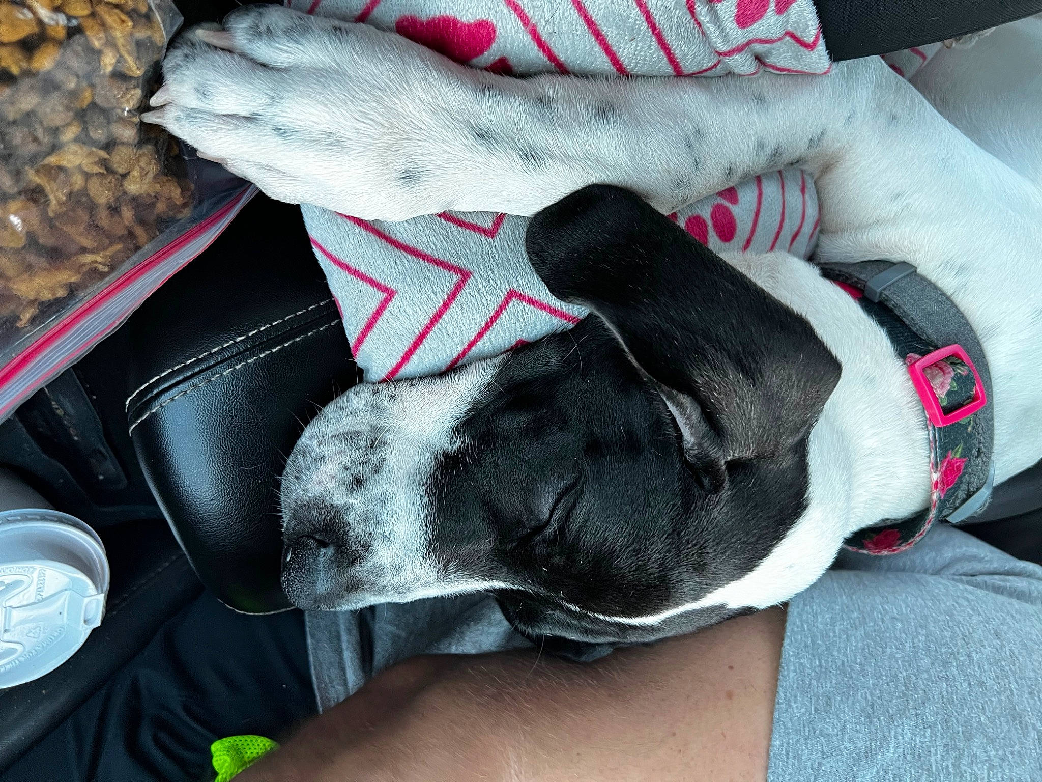 Karma is registered to the contest to win money with this photo: bag, car_seat, carmine, carnivore, comfort, companion_dog, dog, dog_breed, fashion_accessory, fawn, foot, fur, grey, human_leg, linens, nail, pattern, paw, personal_protective_equipment, wrist