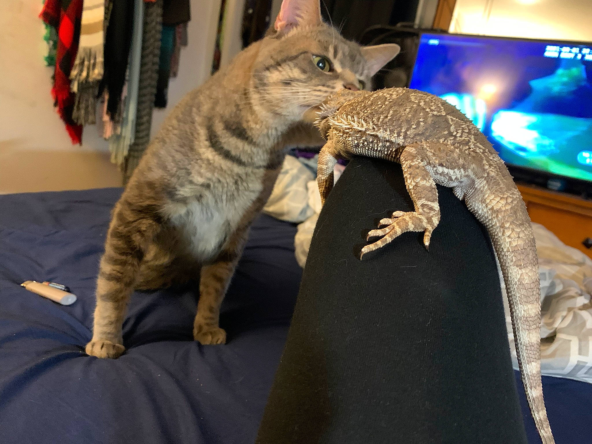 Fenway is registered to the contest to win money with this photo: american_alligator, carnivore, cat, claw, display_device, domestic_short_haired_cat, electric_blue, felidae, iguania, led_backlit_lcd_display, lizard, reptile, scaled_reptile, small_to_medium_sized_cats, tail, television, terrestrial_animal, vertebrate, whiskers, wildlife