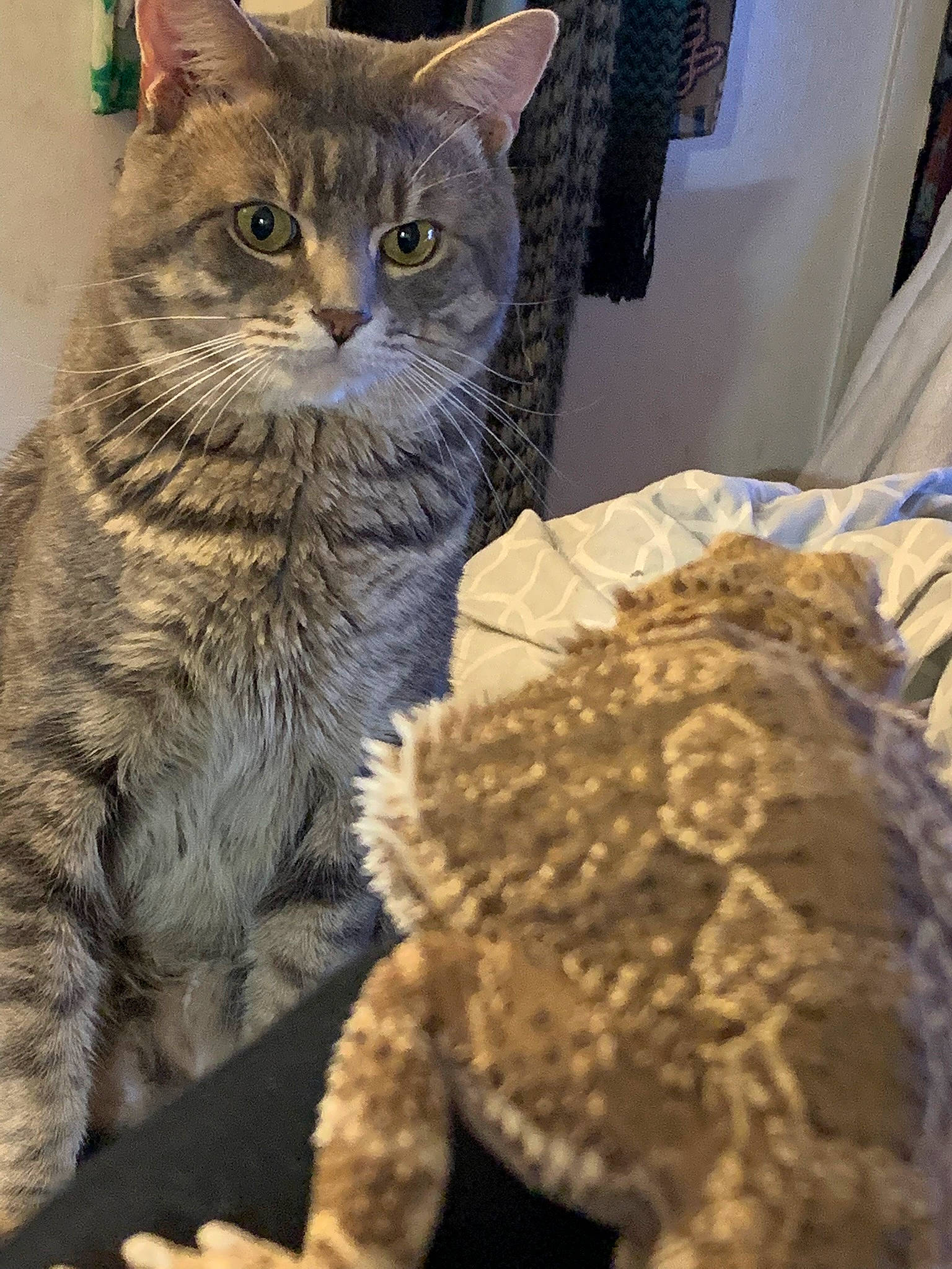 Fenway is registered to the contest to win money with this photo: carnivore, cat, claw, craft, domestic_short_haired_cat, fawn, felidae, fur, paw, small_to_medium_sized_cats, snout, tail, terrestrial_animal, toy, whiskers, window