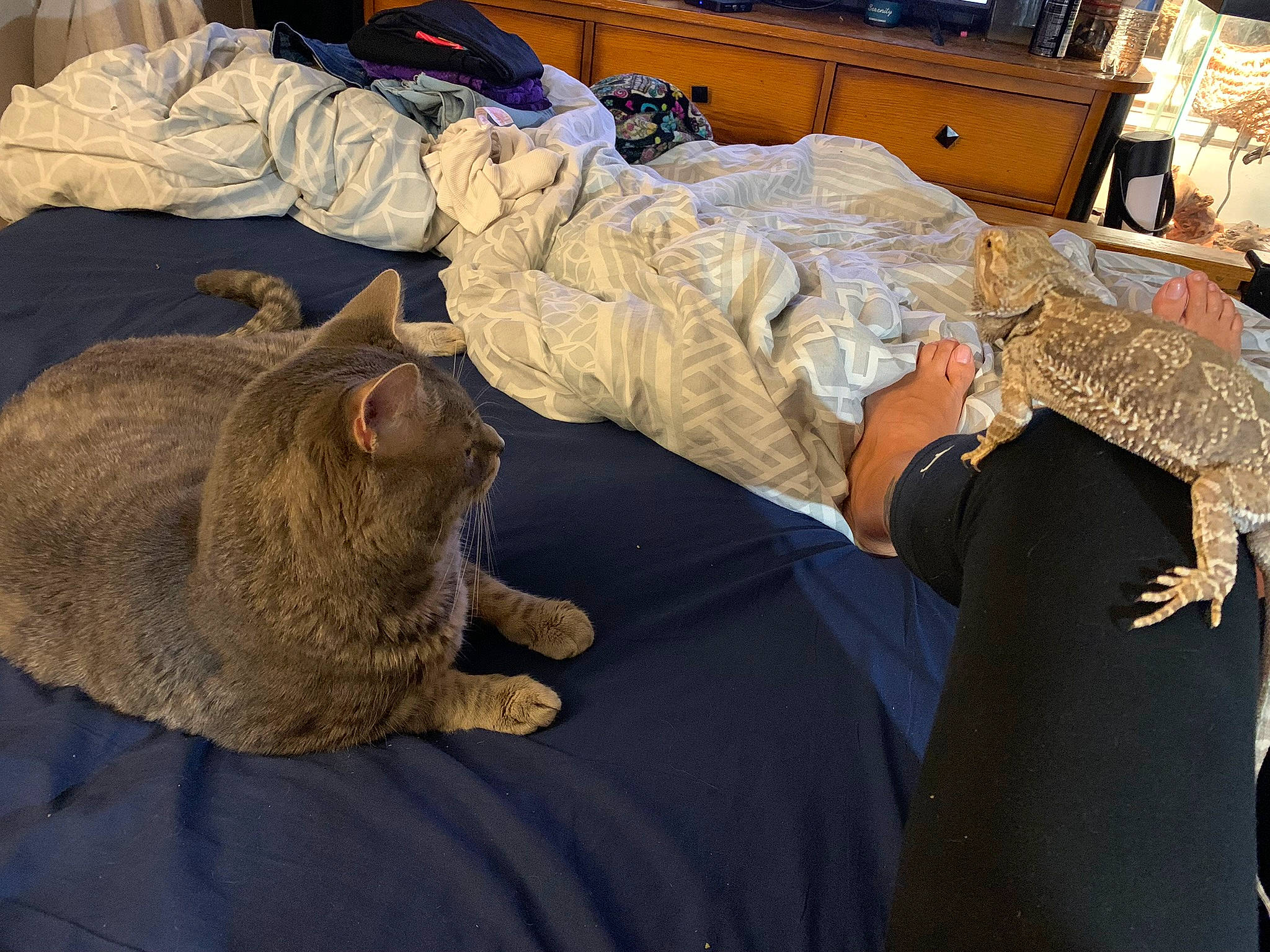 Fenway joined the competition — help win amazing prizes! bed, bed_sheet, bedding, canidae, comfort, domestic_short_haired_cat, felidae, fur, linens, nap, pattern, room, sleep, small_to_medium_sized_cats, sporting_group, tail, whiskers, wood