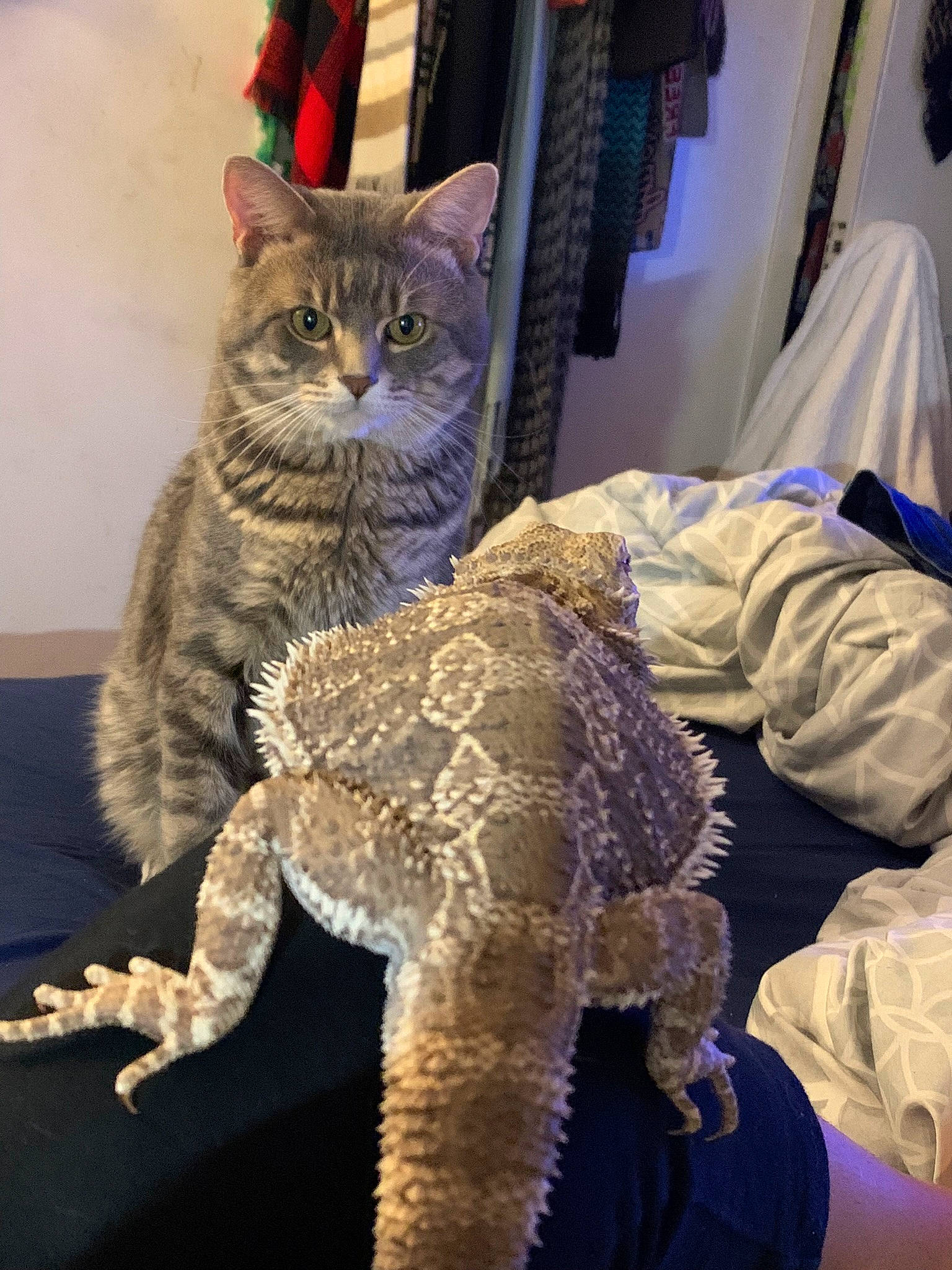 Fenway is registered to the contest to win money with this photo: carnivore, cat, claw, comfort, curtain, domestic_short_haired_cat, felidae, foot, fur, paw, room, sitting, small_to_medium_sized_cats, snout, stuffed_toy, table, tail, terrestrial_animal, whiskers, wool