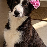 Sakura participe au concours pour gagner de l'argent avec cette photo : dog, black_and_white, flower, pet, indoor, sunlight, fur, cute, portrait, animal, canine, adorable, flower_accessory, brown_eyes, sitting, domestic, companion, friendly, looking_at_camera, fluffy