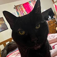 Molly is registered to the contest to win money with this photo: bed, bedroom, black_cat, blanket, cat, close_up, curtain, dresser, fur, furniture, guitar, indoor, mirror, pet, portrait, poster, sleepy, tilted, whiskers, yellow_eyes