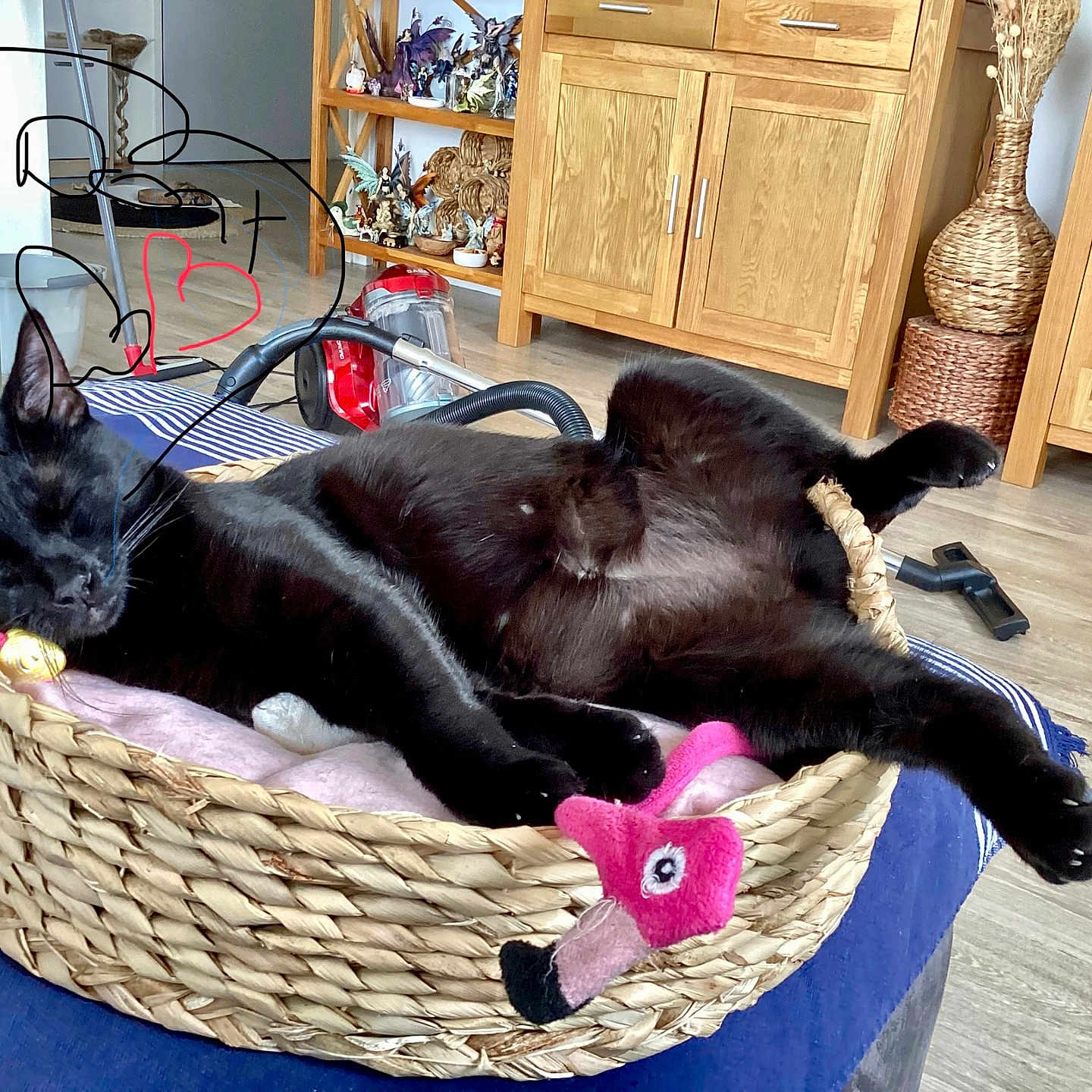 Réglisse participe au concours pour gagner de l'argent avec cette photo : animal, architecture, basket, blackcat, canine, cat, dog, dogbed, furniture, gun, hardwood, indoors, interiordesign, kitten, manx, person, pet, sleeping, weapon, wood
