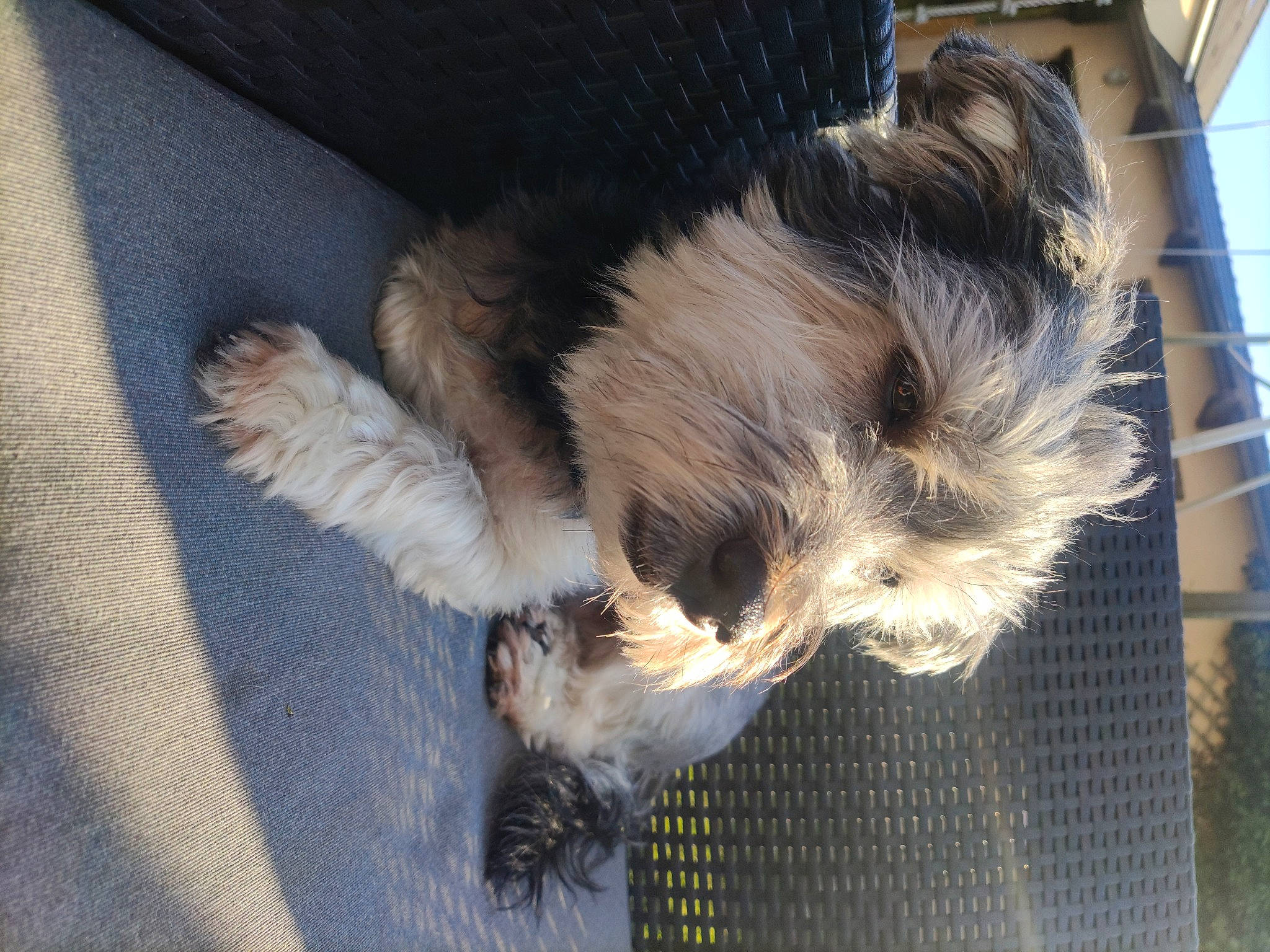 Hulky a rejoint le concours — aidez-le/la à gagner de superbes lots ! canidae, carnivore, companion_dog, dog, dog_breed, fawn, felidae, fur, liver, paw, small_terrier, small_to_medium_sized_cats, snout, spaniel, sporting_group, tail, terrier, toy_dog, whiskers, working_animal