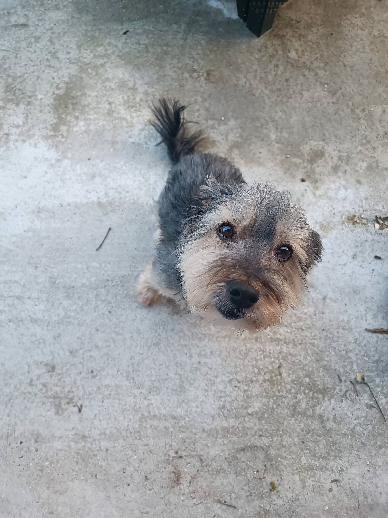 Hulky participe au concours pour gagner de l'argent avec cette photo : asphalt, canidae, carnivore, companion_dog, concrete, dog, dog_breed, fur, non_sporting_group, poodle_crossbreed, puppy, road_surface, small_terrier, soil, sporting_group, street_dog, terrestrial_animal, terrier, toy_dog, working_animal