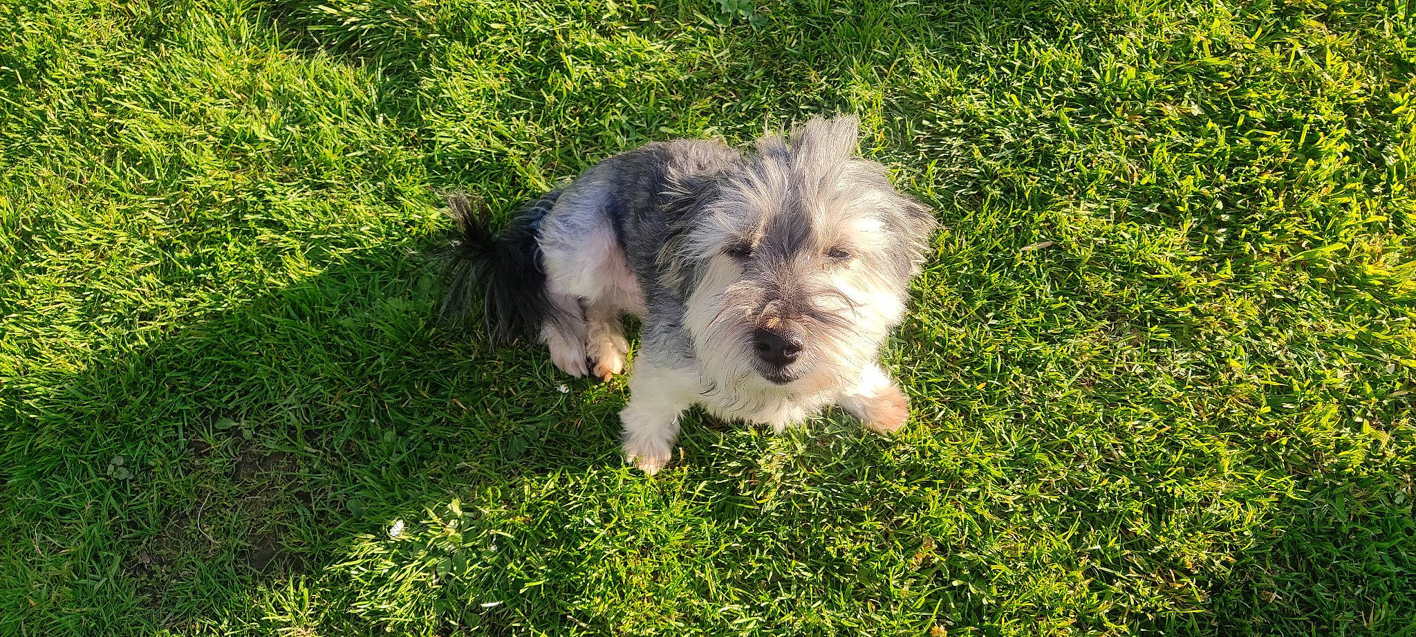 Hulky a rejoint le concours — aidez-le/la à gagner de superbes lots ! canidae, carnivore, cockapoo, companion_dog, dog, dog_breed, garden, grass, groundcover, maltepoo, non_sporting_group, plant, poodle_crossbreed, puppy, small_terrier, sporting_group, terrier, toy_dog, water_dog, working_animal