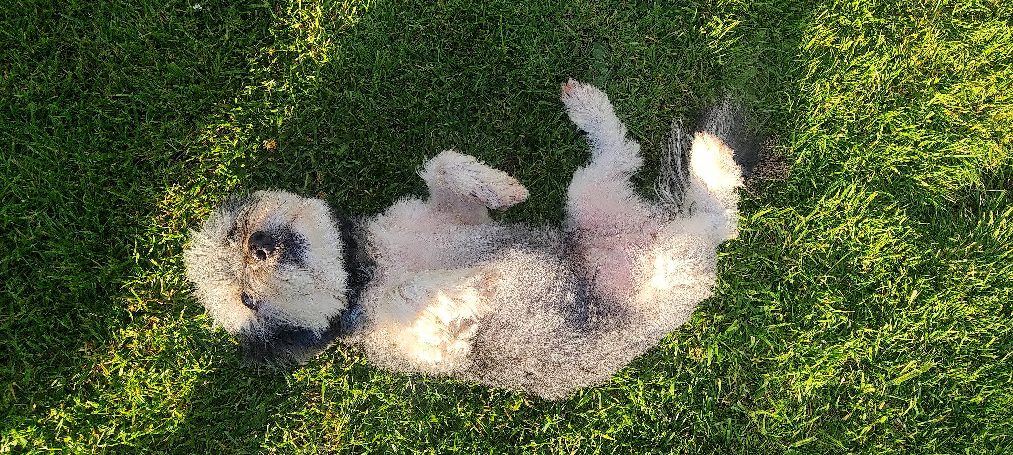 Hulky participe au concours pour gagner de l'argent avec cette photo : canidae, carnivore, companion_dog, dog, dog_breed, fawn, fur, grass, groundcover, non_sporting_group, paw, plant, puppy, shih_tzu, snout, sporting_group, tail, terrestrial_animal, toy_dog, whiskers