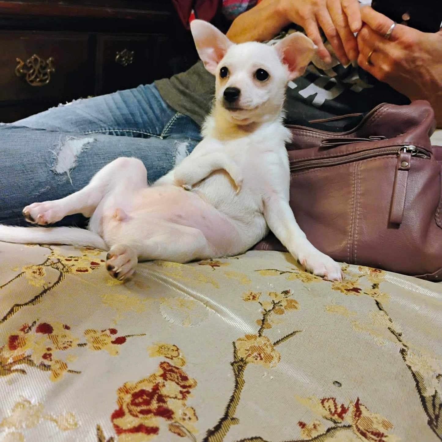 Nubbers joined the competition — help win amazing prizes! bedspread, brown_purse, casual, cozy, dog, floral_pattern, furniture, hand, home, indoor, jeans, person, phone, puppy, purse, relaxed_pose, ripped_jeans, seated_person, white_dog, wooden_furniture