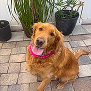 Sophie is registered to the contest to win money with this photo: dog, golden_retriever, pet, animal, outdoor, potted_plant, plant, fence, tongue_out, collar, happy, canine, fur, sitting, head_tilt, tile_floor, nature, domestic_animal, sunlight, garden