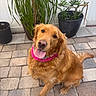 dog, golden_retriever, pet, animal, outdoor, potted_plant, plant, fence, tongue_out, collar, happy, canine, fur, sitting, head_tilt, tile_floor, nature, domestic_animal, sunlight, garden