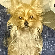 Opie participe au concours pour gagner de l'argent avec cette photo : blanket, carpet, close_up, cozy, cushion, dog, ears, eyes, flash_reflection, furry, indoor, long_hair, looking_at_camera, nose, paws, polka_dot, portrait, sitting, small_dog, whiskers