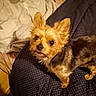 Opie a rejoint le concours — aidez-le/la à gagner de superbes lots ! bed, bedding, blanket, companion, cute, dog, domestic_animal, ears, eyes, fur, indoor, looking_up, nose, paw, pet, polka_dot, portrait, small_dog, whiskers, yorkshire_terrier