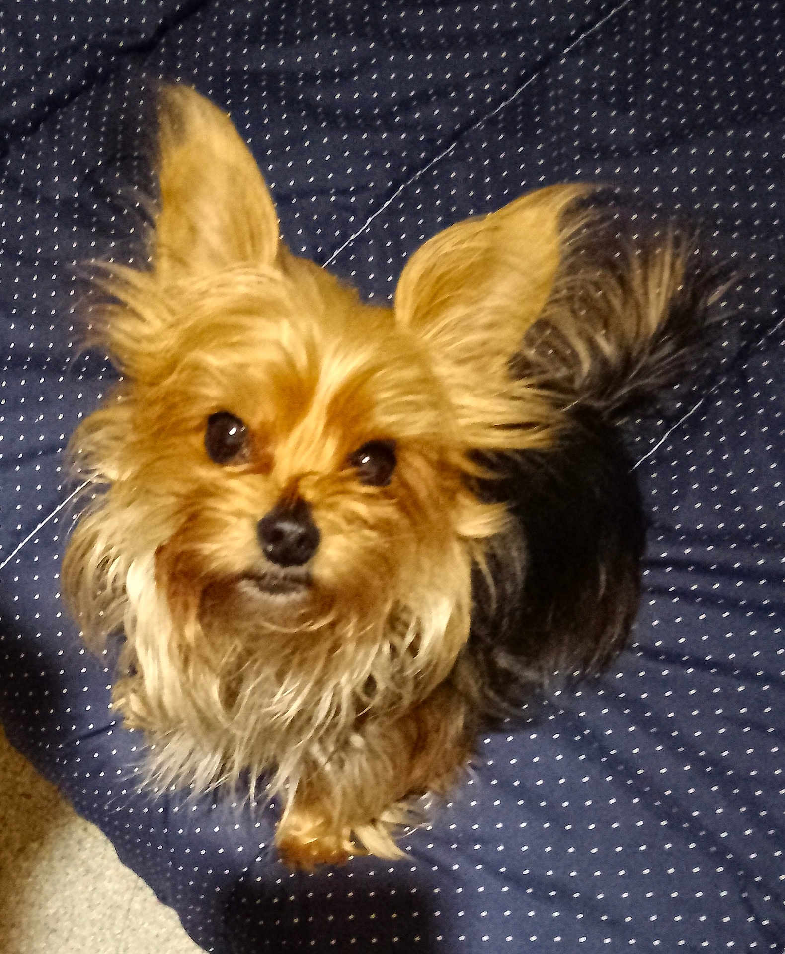 Opie participe au concours pour gagner de l'argent avec cette photo : dog, small_dog, fluffy, ears, brown_fur, black_fur, pet, cute, animal, looking_up, blanket, polka_dot, indoor, fur, adorable, companion, friendly, mammal, domestic_animal, portrait