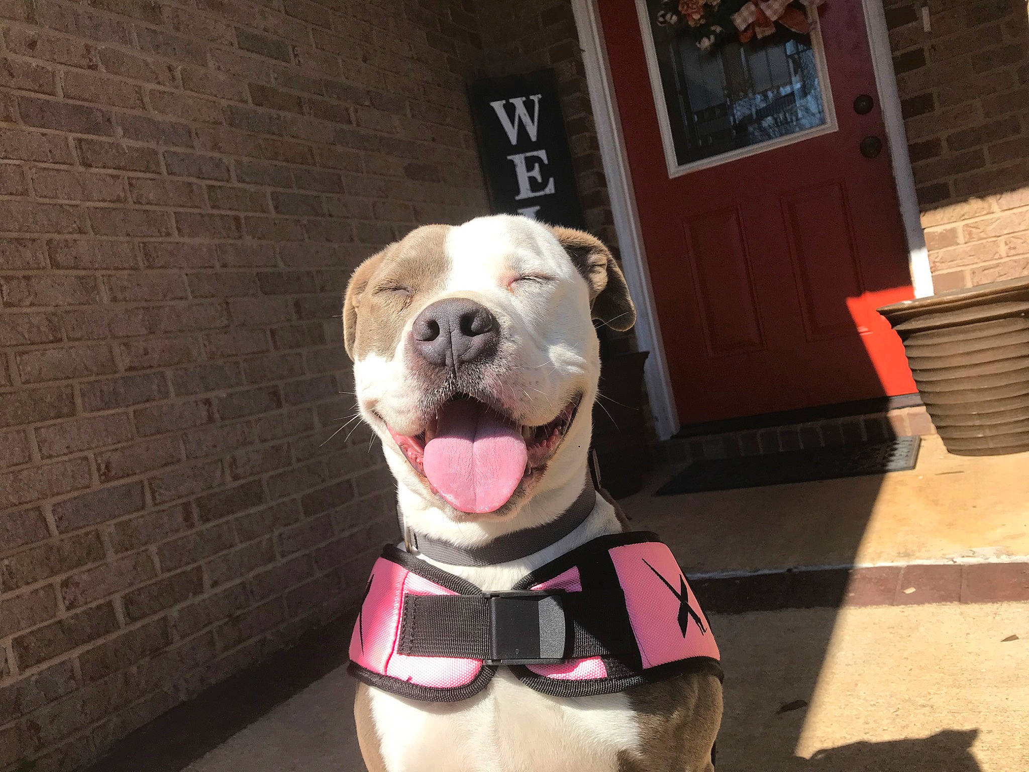 Sadie is registered to the contest to win money with this photo: american_bulldog, american_pit_bull_terrier, american_staffordshire_terrier, canidae, carnivore, collar, companion_dog, dog, dog_breed, dogo_argentino, fawn, mammal, non_sporting_group, pit_bull, snout, sporting_group, staffordshire_bull_terrier