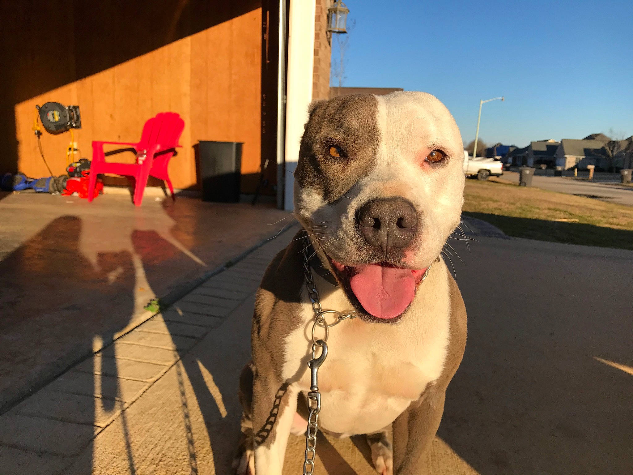 Sadie joined the competition — help win amazing prizes! american_bulldog, american_pit_bull_terrier, american_staffordshire_terrier, bandog, bully_kutta, canidae, carnivore, catahoula_bulldog, cordoba_fighting_dog, dog, dog_breed, dogo_argentino, fawn, mammal, non_sporting_group, pit_bull, rare_breed_dog, snout, sporting_group, vertebrate