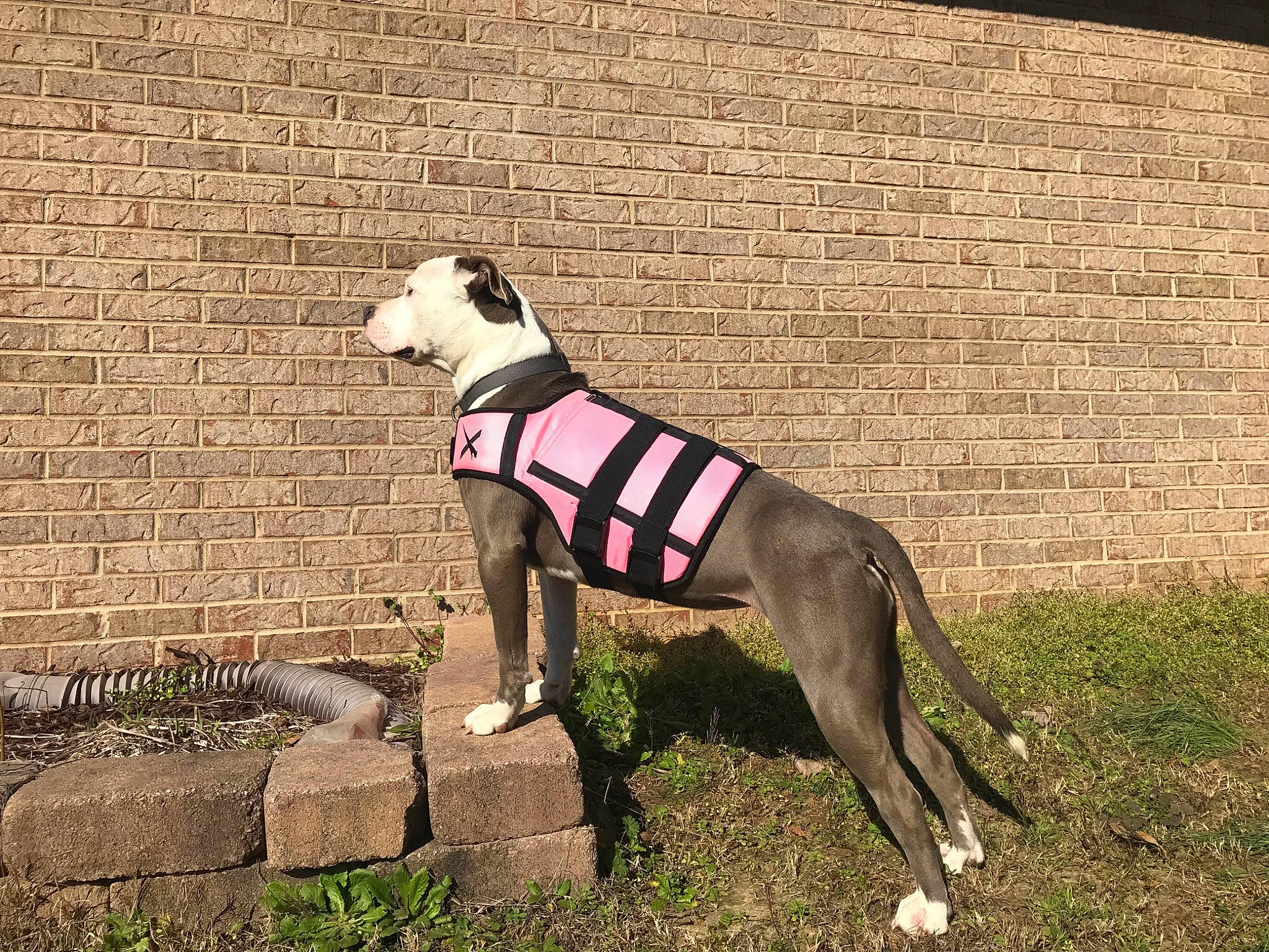 Sadie is registered to the contest to win money with this photo: american_staffordshire_terrier, canidae, carnivore, companion_dog, dog, dog_breed, fawn, galgo_espanol, great_dane, greyhound, italian_greyhound, leash, mammal, non_sporting_group, polish_greyhound, tail, vertebrate, whippet