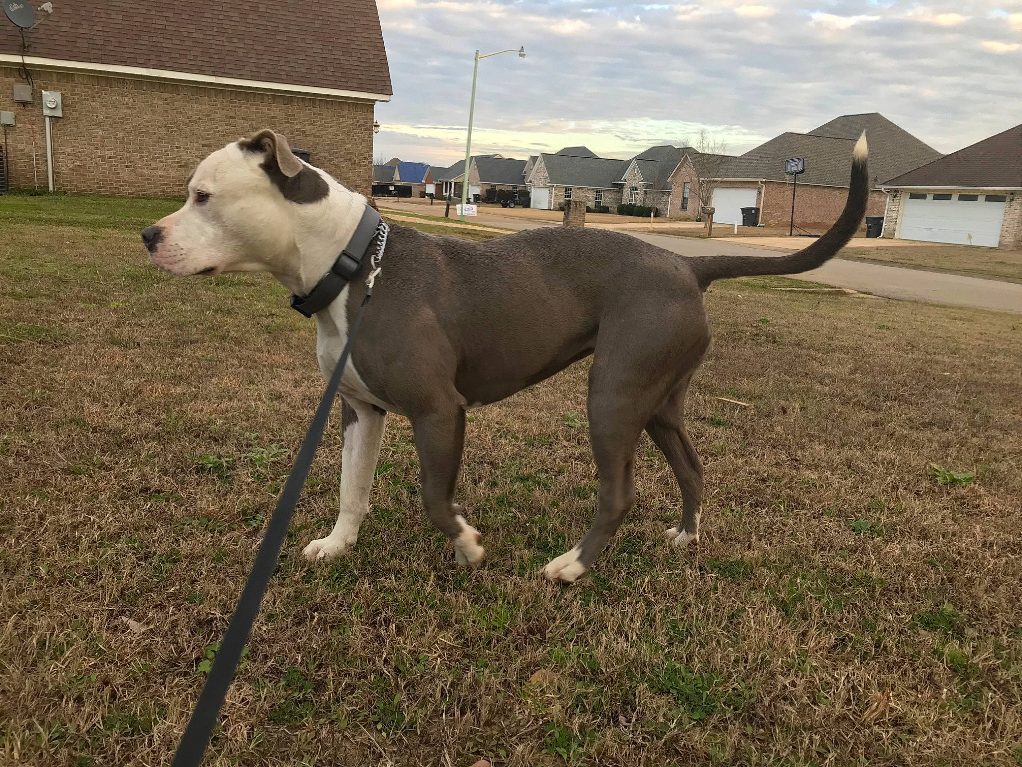 Sadie is registered to the contest to win money with this photo: american_pit_bull_terrier, american_staffordshire_terrier, bull_and_terrier, bully_kutta, canidae, carnivore, dog, dog_breed, fawn, leash, magyar_agar, mammal, non_sporting_group, pit_bull, rare_breed_dog, snout, sporting_group, tail, vertebrate