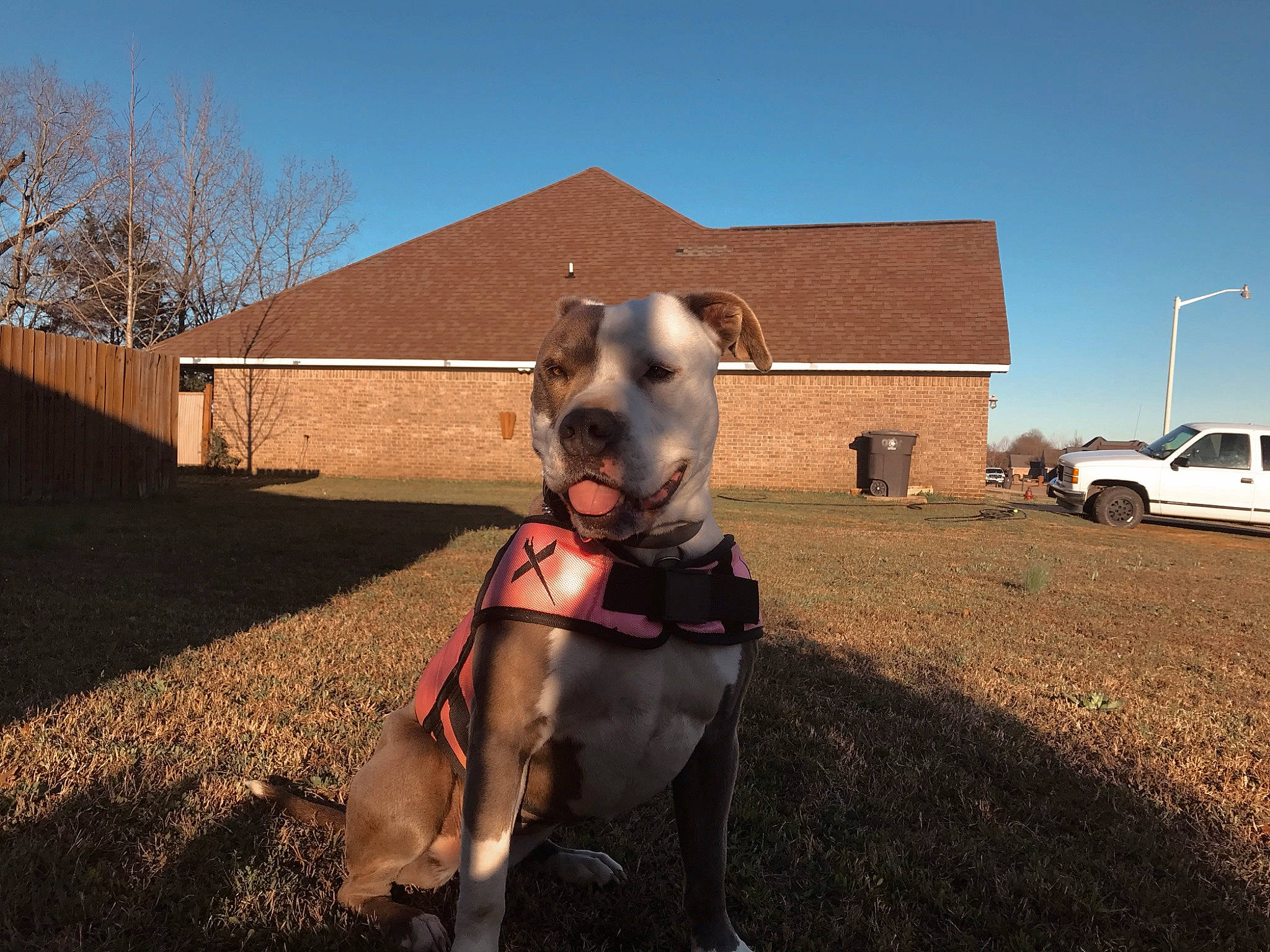 Sadie joined the competition — help win amazing prizes! american_pit_bull_terrier, american_staffordshire_terrier, bull_and_terrier, bully_kutta, canidae, carnivore, dog, dog_breed, dog_collar, dog_walking, ear, fawn, leash, mammal, non_sporting_group, pit_bull, snout, sporting_group, staffordshire_bull_terrier, vertebrate