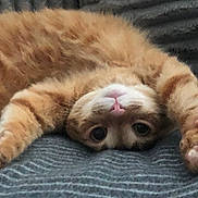 Ember is registered to the contest to win money with this photo: cat, orange_tabby, pet, animal, cute, lying_down, paws, upside_down, fur, whiskers, curious_eyes, indoor, blanket, cozy, relaxed, playful, mammal, domestic_animal, sleepy, soft