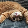 cat, orange_tabby, pet, animal, cute, lying_down, paws, upside_down, fur, whiskers, curious_eyes, indoor, blanket, cozy, relaxed, playful, mammal, domestic_animal, sleepy, soft