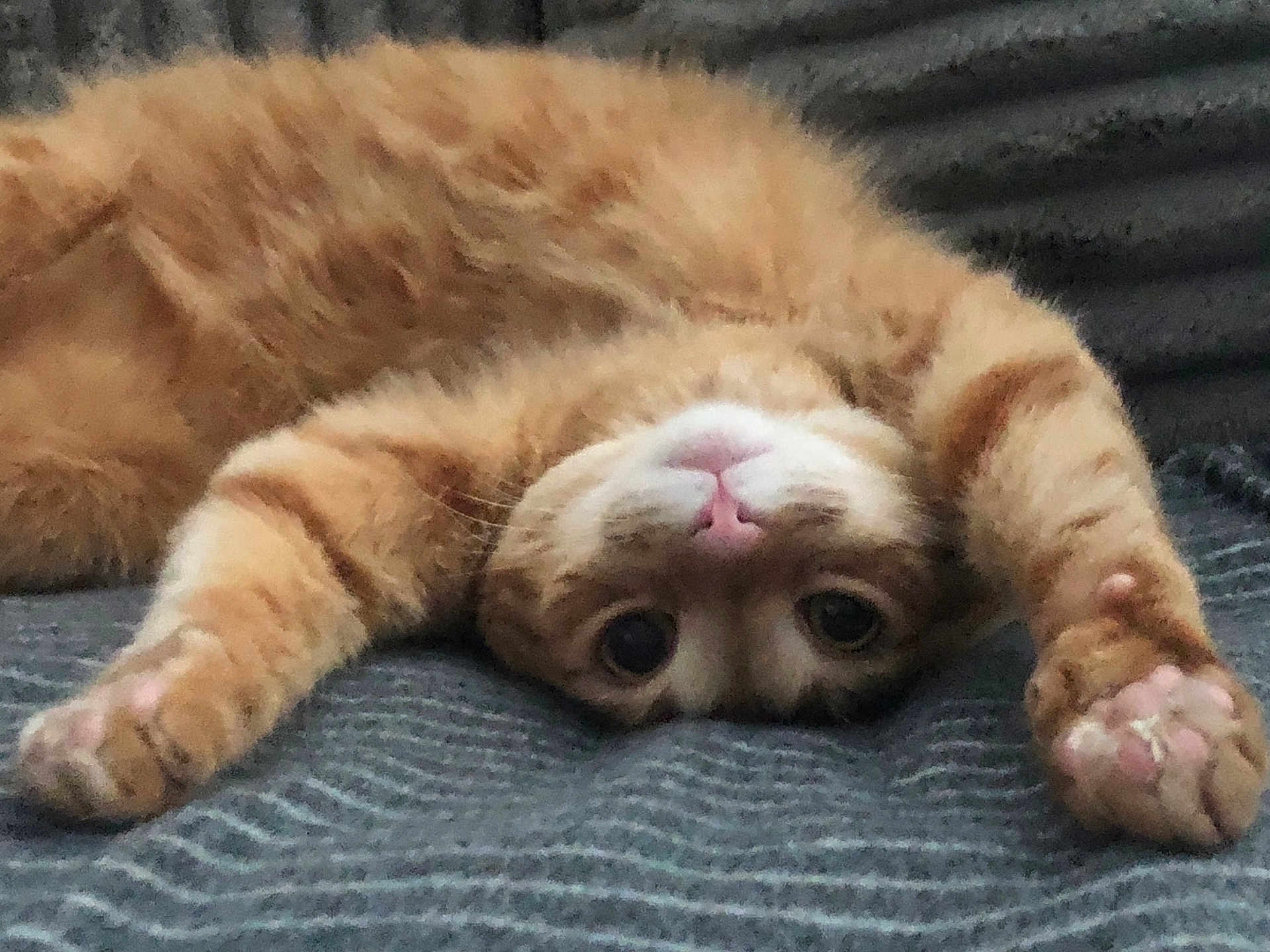 Ember is registered to the contest to win money with this photo: cat, orange_tabby, pet, animal, cute, lying_down, paws, upside_down, fur, whiskers, curious_eyes, indoor, blanket, cozy, relaxed, playful, mammal, domestic_animal, sleepy, soft