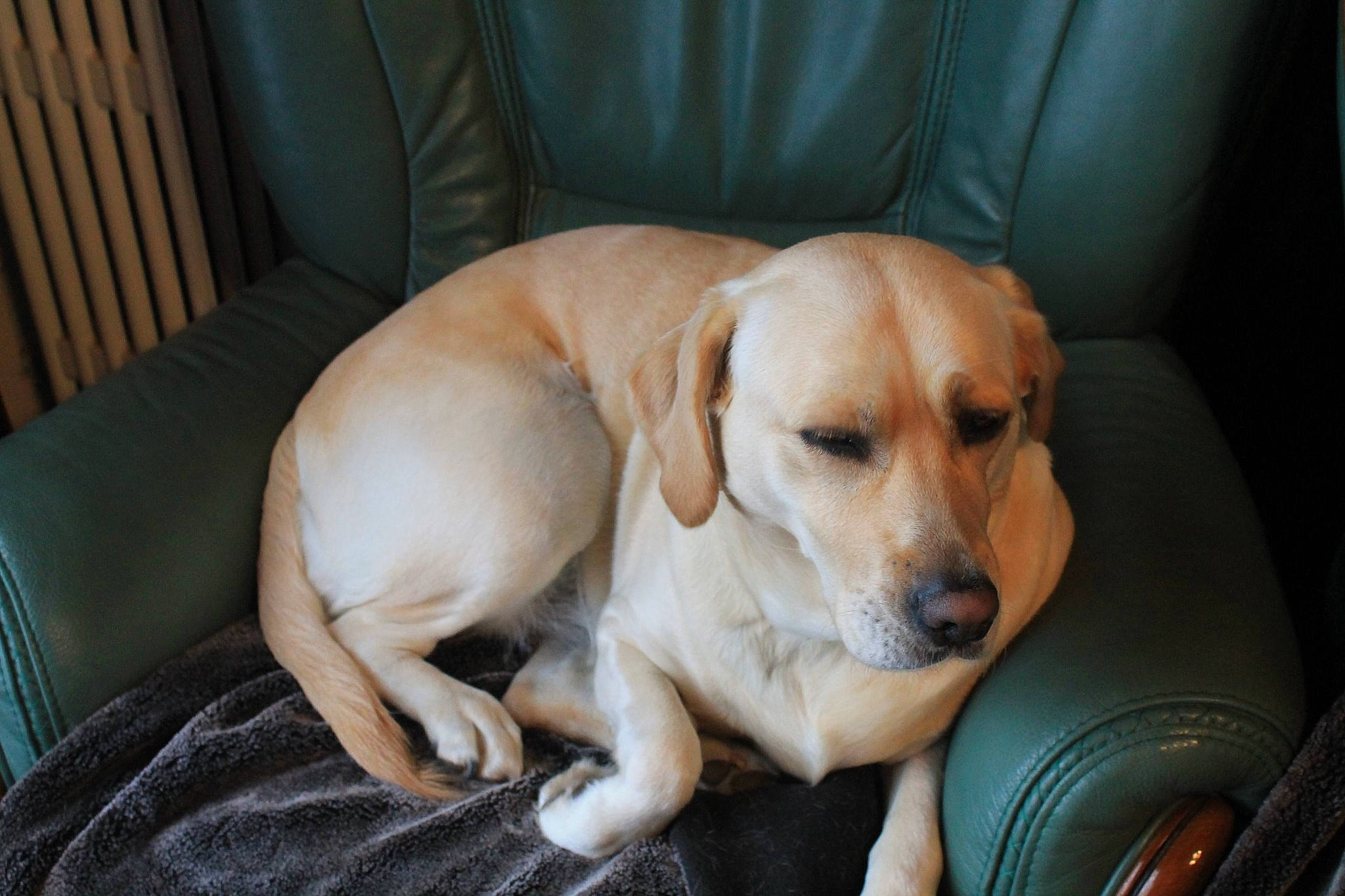 Sophie participe au concours pour gagner de l'argent avec cette photo : beagador, broholmer, canidae, carnivore, companion_dog, dog, dog_breed, fawn, labrador_retriever, mammal, puppy, retriever, rhodesian_ridgeback, snout, sporting_group, vertebrate, whiskers