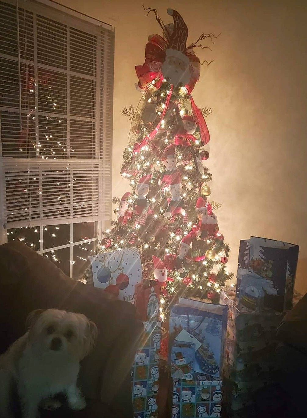 Duque joined the competition — help win amazing prizes! carnivore, christmas, christmas_decoration, christmas_eve, christmas_ornament, christmas_tree, companion_dog, dog, dog_breed, event, evergreen, holiday, holiday_ornament, home, interior_design, ornament, room, sporting_group, window_covering