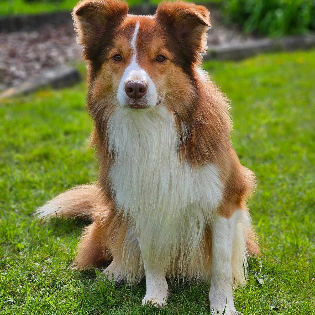 Tuki participe au concours pour gagner de l'argent avec cette photo : animal, backyard, ball, canine, collie, dog, field, football, grass, grassland, husky, lawn, nature, outdoors, park, pet, plant, puppy, soccer, yard