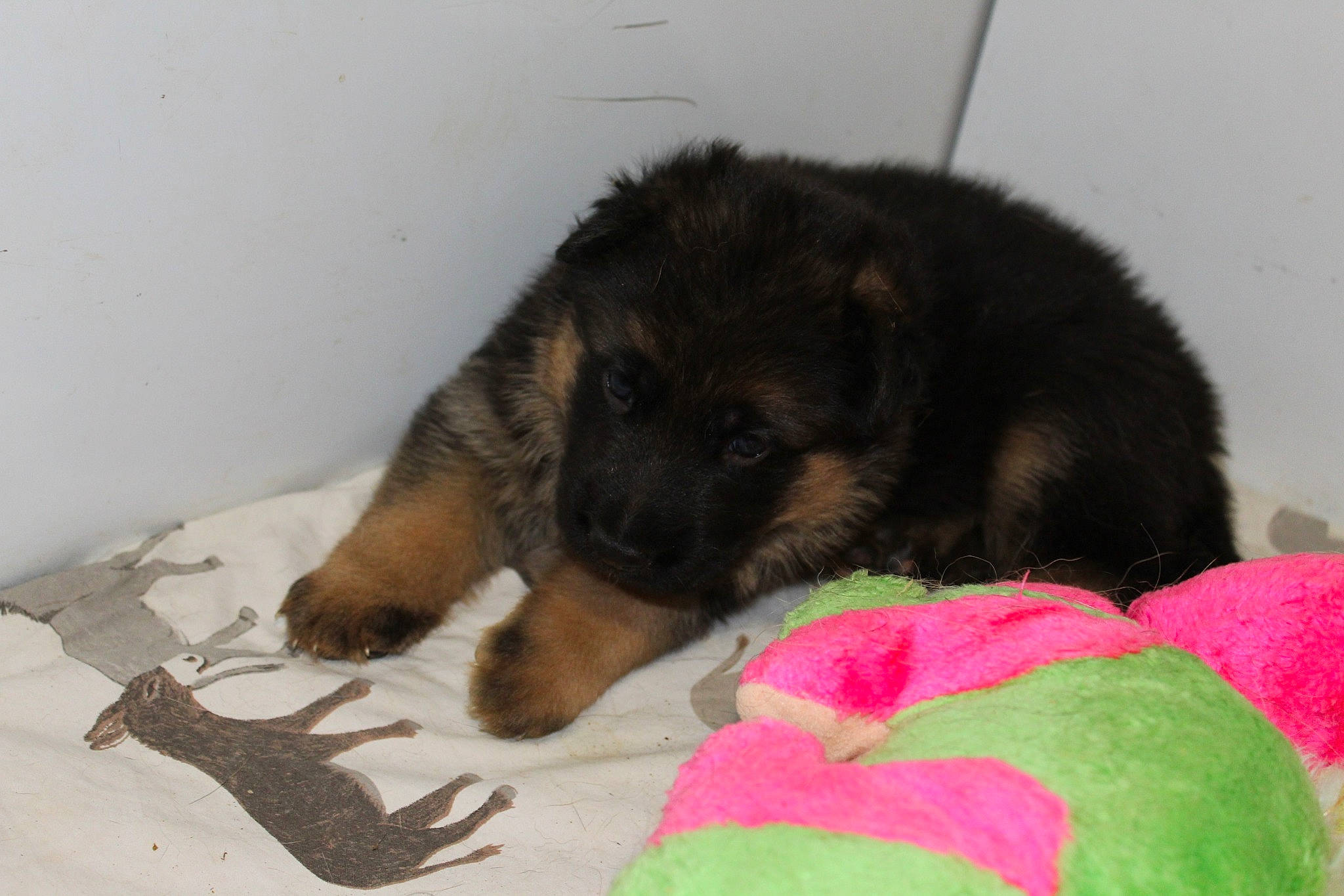 Rigolo participe au concours pour gagner de l'argent avec cette photo : canidae, carnivore, comfort, companion_dog, dog, dog_breed, dog_supply, dog_toy, fawn, fur, paw, plush, puppy, snout, sporting_group, stuffed_toy, toy, vertebrate, working_animal, working_dog