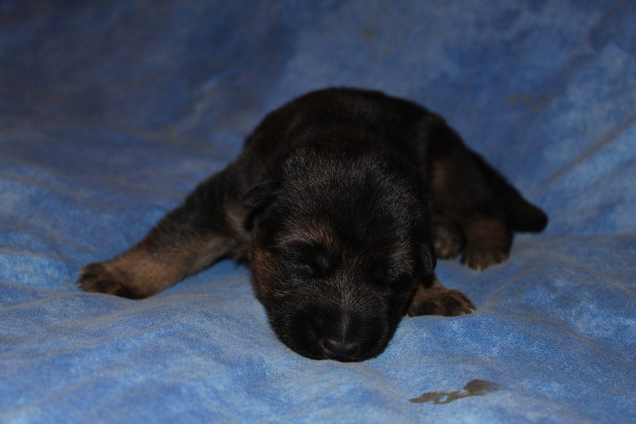 Rigolo participe au concours pour gagner de l'argent avec cette photo : canidae, carnivore, comfort, companion_dog, dog, dog_breed, fawn, non_sporting_group, puppy, snout, sporting_group, working_animal, working_dog