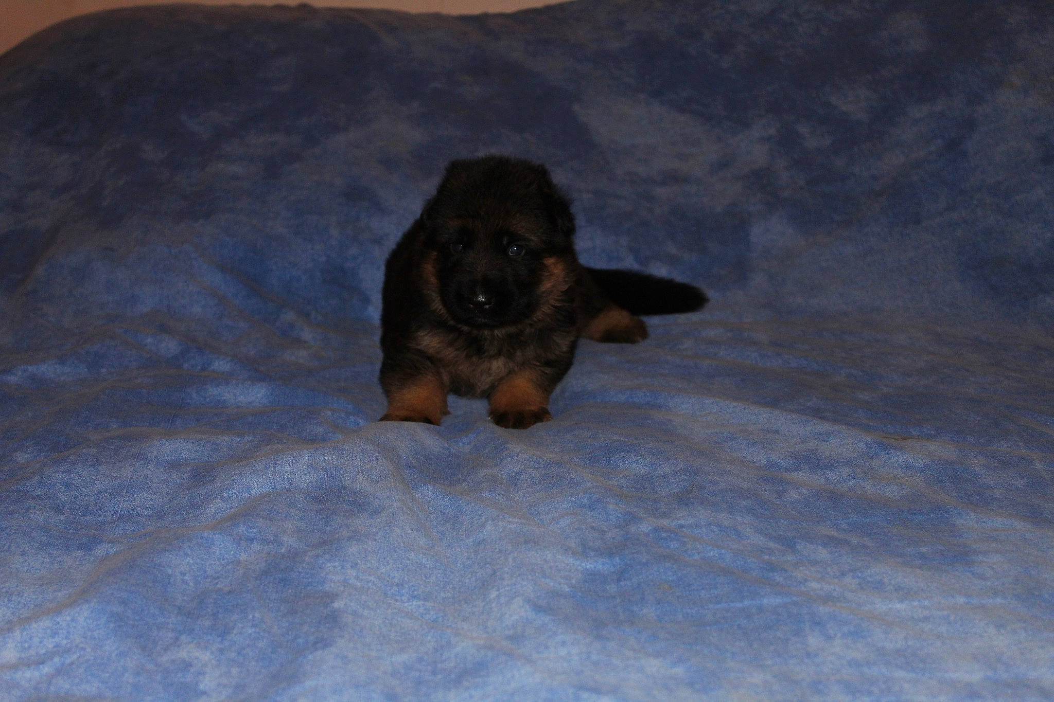 Rigolo participe au concours pour gagner de l'argent avec cette photo : brown, canidae, carnivore, comfort, companion_dog, dog, dog_breed, fawn, linens, liver, puppy, snout, sporting_group, working_animal, working_dog