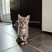 Biboune participe au concours pour gagner de l'argent avec cette photo : kitten, cat, gray_tabby, floor, tile_floor, indoor, kitchen, furniture, cabinet, door, sunlight, shadow, pet, animal, cute, small, whiskers, ears, tail, curious