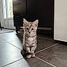 kitten, cat, gray_tabby, floor, tile_floor, indoor, kitchen, furniture, cabinet, door, sunlight, shadow, pet, animal, cute, small, whiskers, ears, tail, curious
