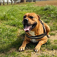 Moretof a rejoint le concours — aidez-le/la à gagner de superbes lots ! dog, panting, tongue_out, grass, outdoor, sunny, park, brown_dog, happy, pet, canine, leash, nature, animal, mammal, lying_down, close_up, daytime, friendly, playful