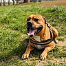 dog, panting, tongue_out, grass, outdoor, sunny, park, brown_dog, happy, pet, canine, leash, nature, animal, mammal, lying_down, close_up, daytime, friendly, playful