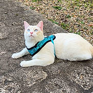 Coco participe au concours pour gagner de l'argent avec cette photo : cat, feline, pet, harness, blue_eyes, white_fur, outdoor, garden, gravel, concrete, fence, lying_down, pavement, curious, ears, whiskers, closeup, portrait, domestic_cat, leash
