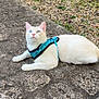 cat, feline, pet, harness, blue_eyes, white_fur, outdoor, garden, gravel, concrete, fence, lying_down, pavement, curious, ears, whiskers, closeup, portrait, domestic_cat, leash